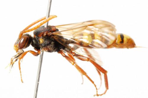 Réf. 230 586 : Nomada flava