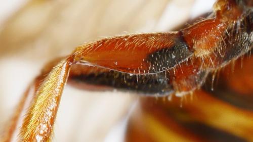 Nomada flava
