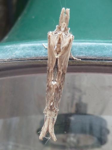 Pterostoma palpina