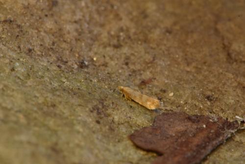 Argyresthia freyella