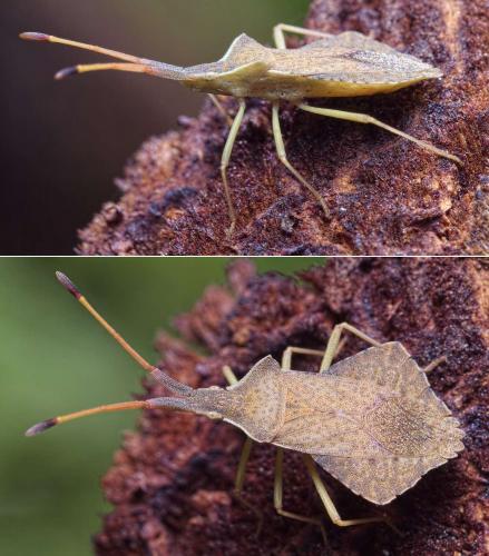 Réf. 230 541 : Syromastus rhombeus