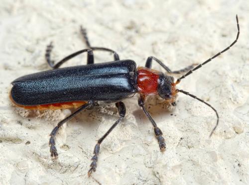 Ancistronycha abdominalis