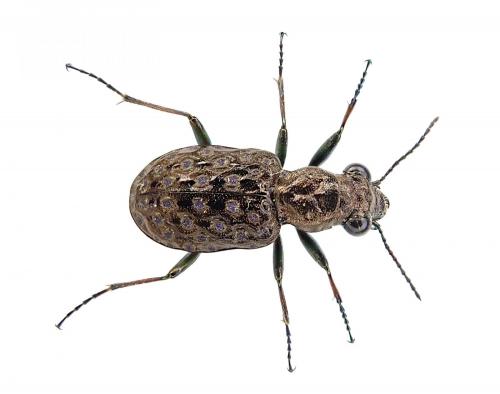 Réf. 230 079 : Elaphrus cupreus