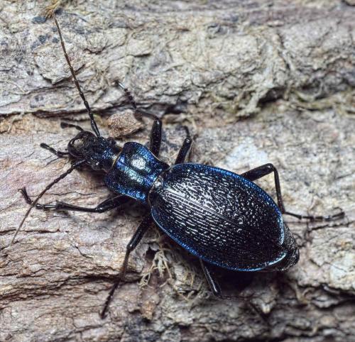 Réf. 230 324 : Carabus intricatus