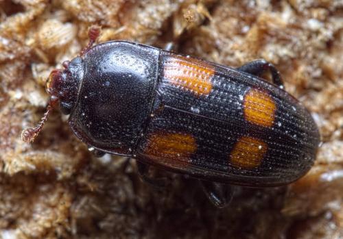 Réf. 230 705 : Ipidia binotata