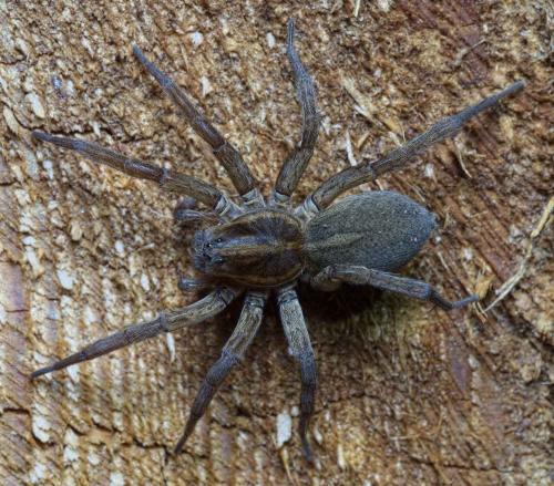 Trochosa robusta