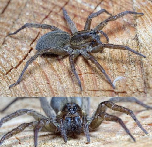 Trochosa robusta