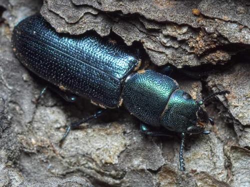 Temnoscheila caerulea