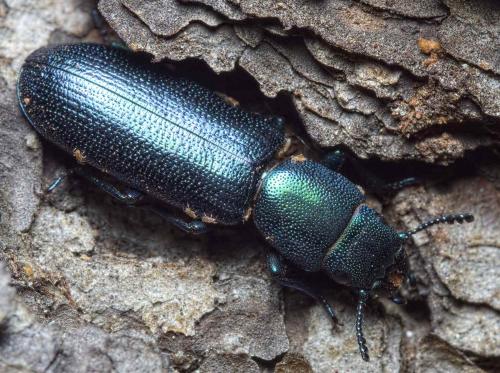Temnoscheila caerulea