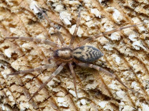 Liocranum rupicola