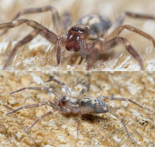 Liocranum rupicola