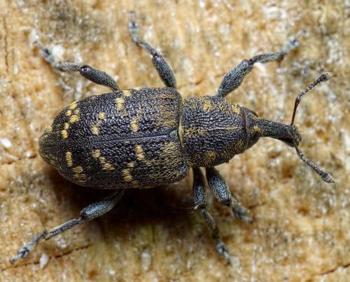 Hylobius abietis