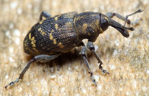 Hylobius abietis