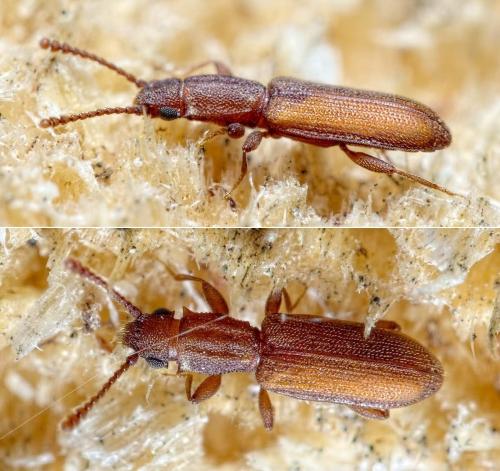 Silvanus bidentatus