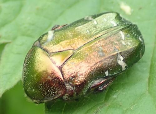 Réf. 230 074 : Cetonia aurata