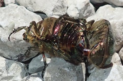 Réf. 230 075 : Cetonia aurata