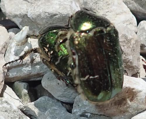 Réf. 230 076 : Cetonia aurata