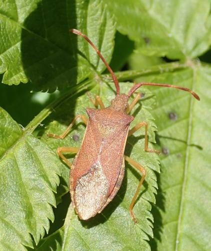 Gonocerus acuteangulatus
