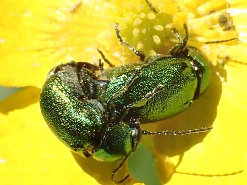 Réf. 230 262 : Cryptocephalus sp.
