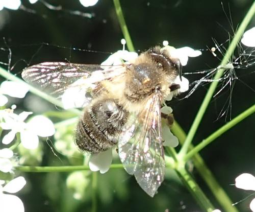 Andrena sp.