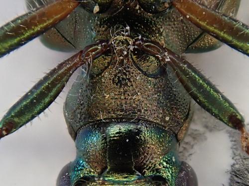 Réf. 230 107 : Elaphrus riparius