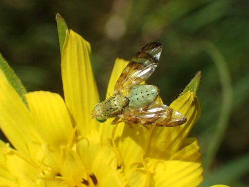 Réf. 230 738 : Orellia falcata