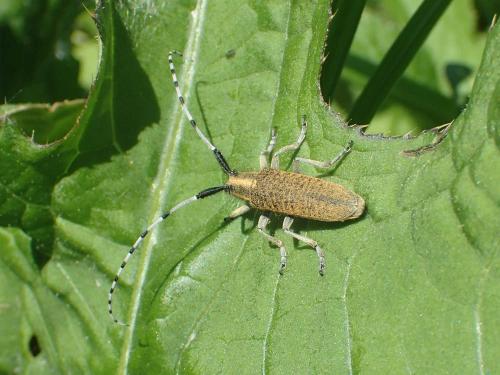Agapanthia villosoviridescens