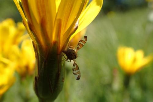 Réf. 230 718 : Orellia scorzonerae