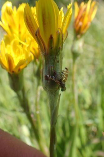 Réf. 230 696 : Orellia scorzonerae