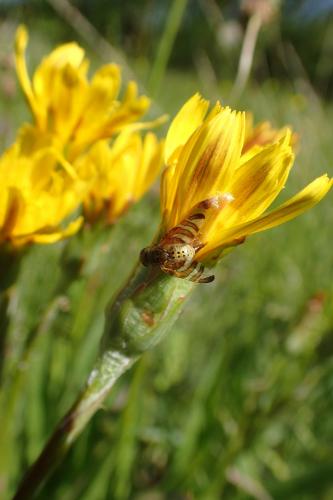 Orellia scorzonerae
