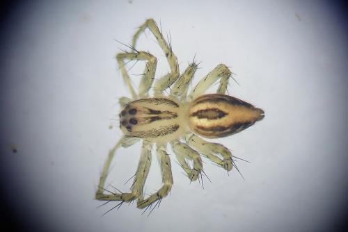 Réf. 230 530 : Oxyopes sp.