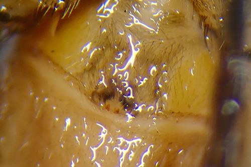 Réf. 230 570 : Drassodes sp.