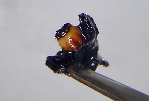 Phlegra bresnieri