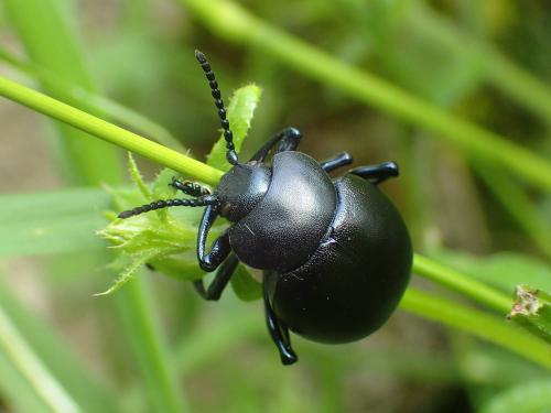 Timarcha tenebricosa