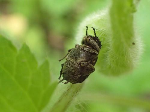 Valgus hemipterus