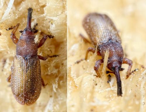 Magdalis rufa