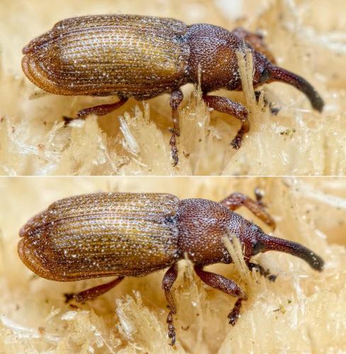 Magdalis rufa