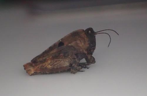 Réf. 230 707 : Tetrix tenuicornis