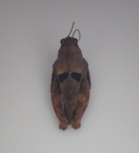 Réf. 230 708 : Tetrix tenuicornis