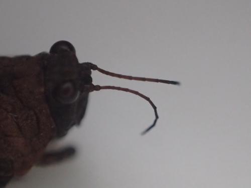 Réf. 230 710 : Tetrix tenuicornis