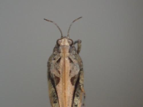 Tetrix ceperoi ceperoi