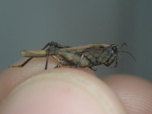 Réf. 230 915 : Tetrix ceperoi ceperoi