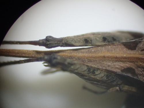 Tetrix ceperoi ceperoi