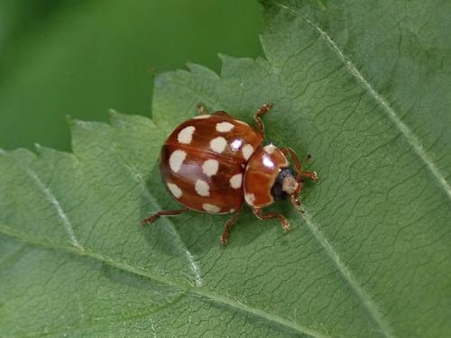 Réf. 230 931 : Calvia quatuordecimguttata