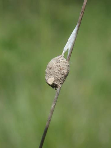 Réf. 230 997 : Agroeca sp.