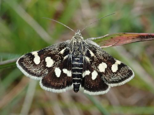 Réf. 230 973 : Eurrhypis pollinalis