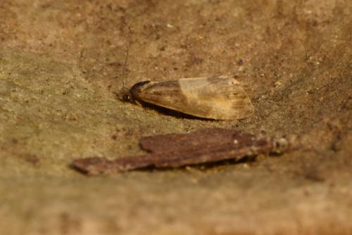 Notocelia cynosbatella