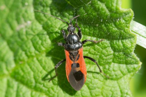 Peirates hybridus