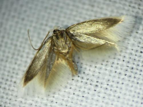 Pseudopostega sp.