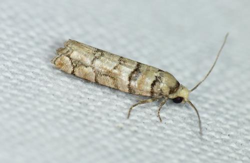 Réf. 230 929 : Pseudococcyx tessulatana
